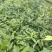 红椎红椎苗苗木种苗红椎苗基地直供量大优惠