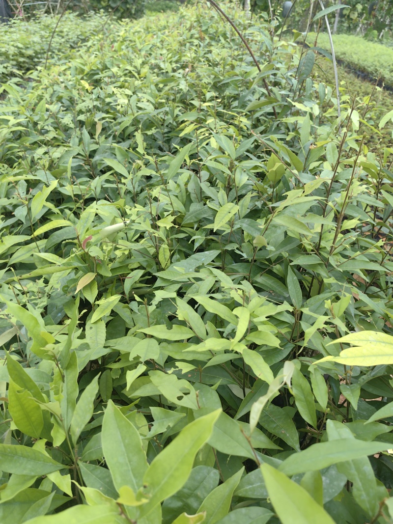红椎红椎苗苗木种苗红椎苗基地直供量大优惠