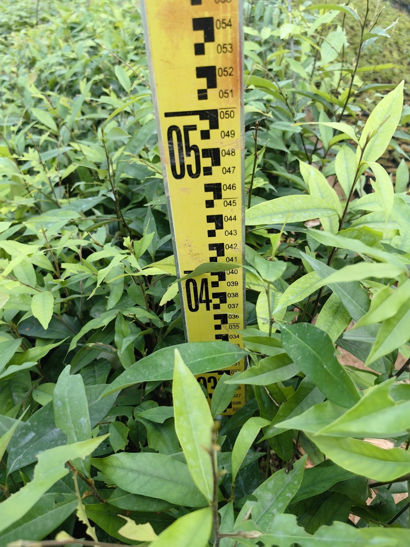 红椎红椎苗苗木种苗红椎苗基地直供量大优惠