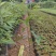 红椎红椎苗苗木种苗红椎苗基地直供量大优惠