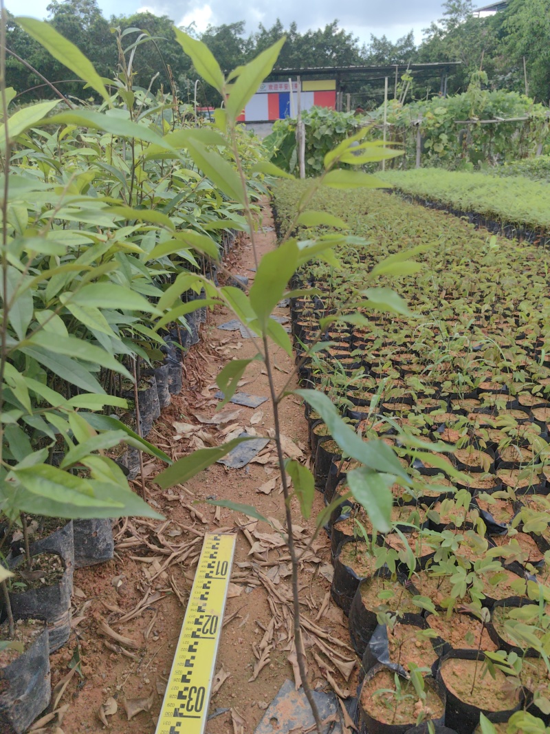 红椎红椎苗苗木种苗红椎苗基地直供量大优惠