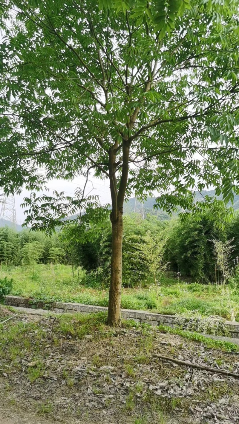 1-20公分无患子，数量多，量大从优，欢迎新老朋友来电咨