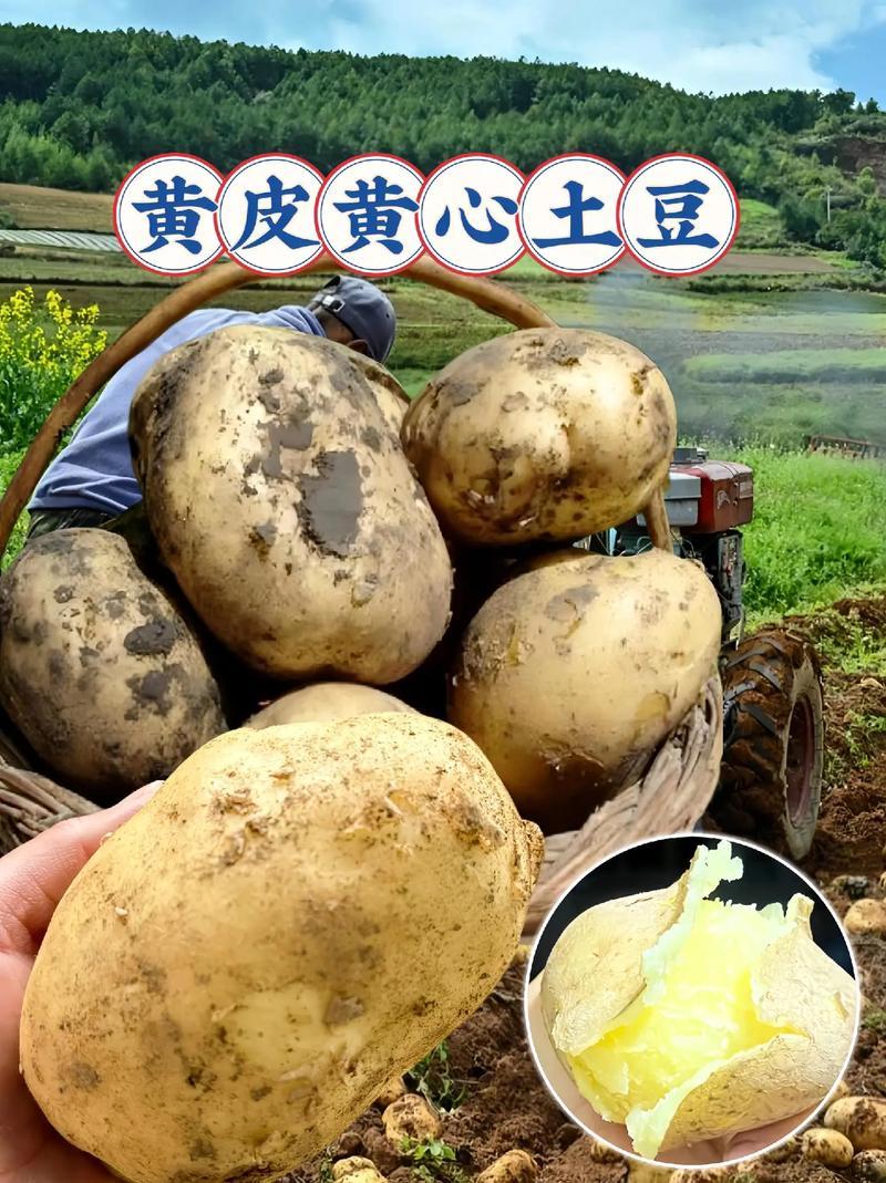 黄皮黄心土豆精品土豆实力店铺全国发货可视频看货