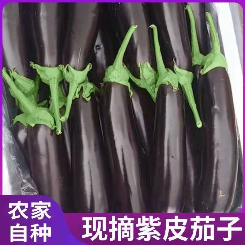 茄子