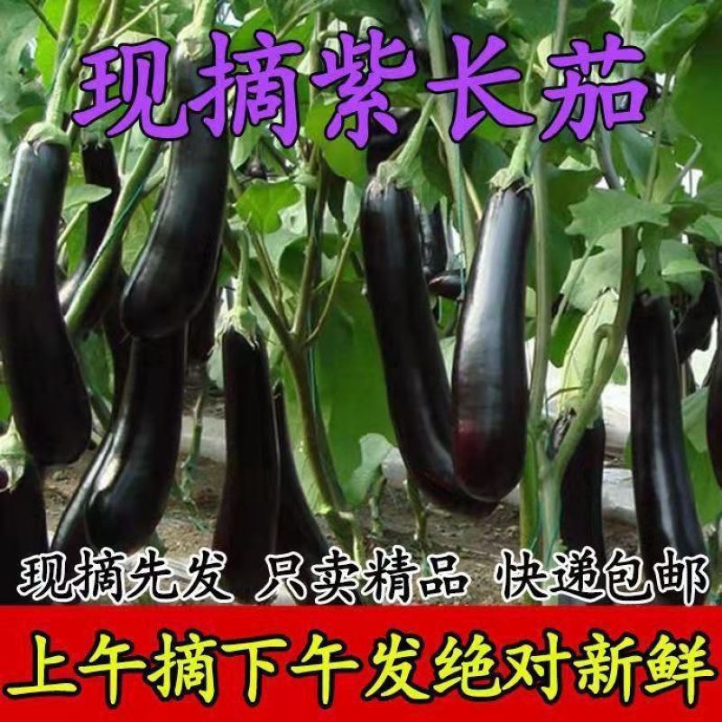 茄子