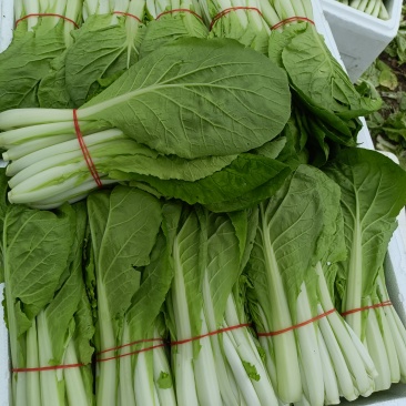 扎把泡沫箱小白菜