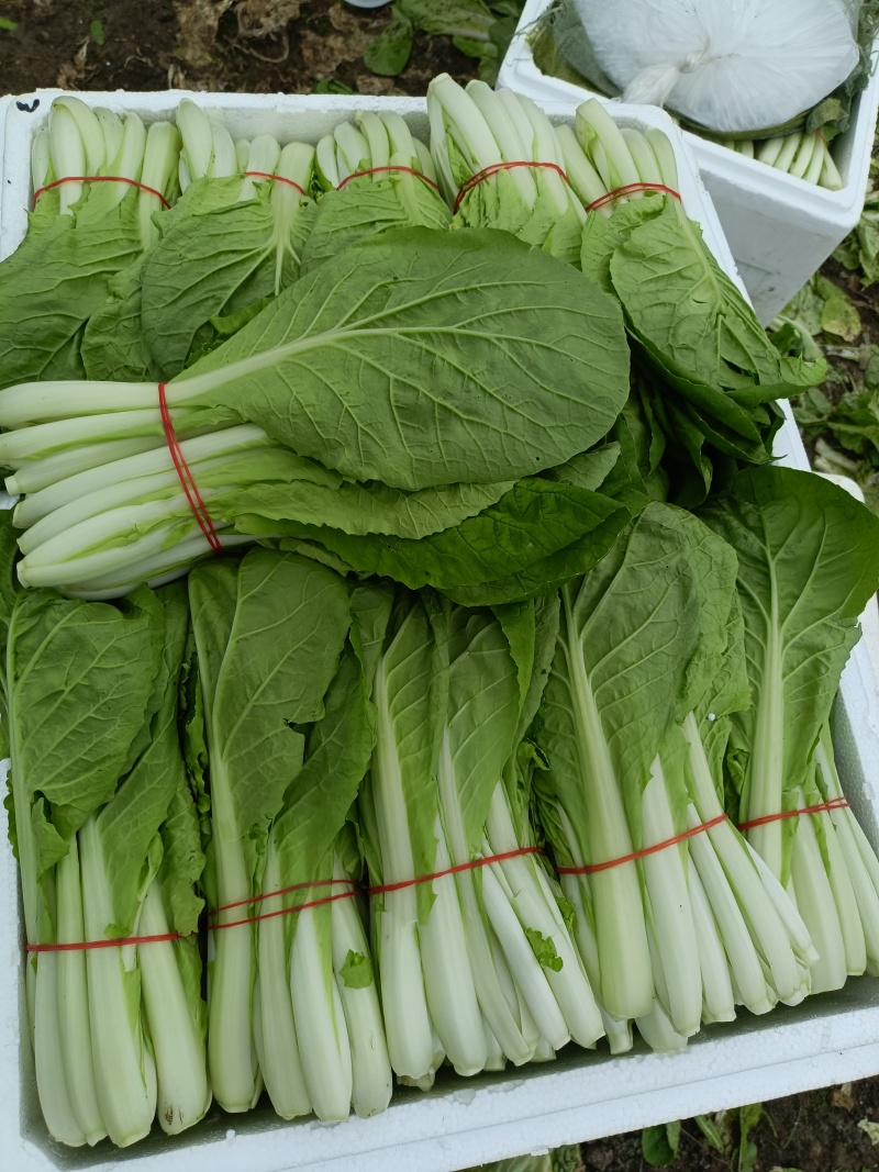 扎把泡沫箱小白菜