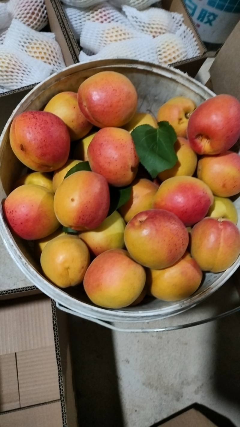 庄河特产歇马杏，单杏规格85--125克