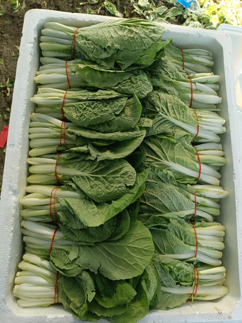 扎把泡沫箱小白菜
