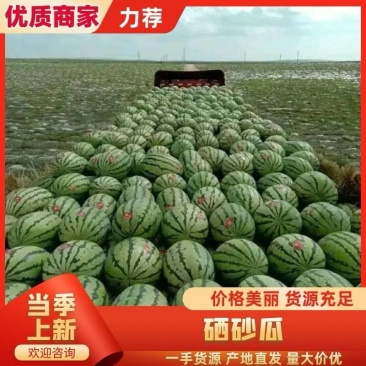 金花西瓜/新疆西瓜/石头瓜/金城五号/大吨位供应