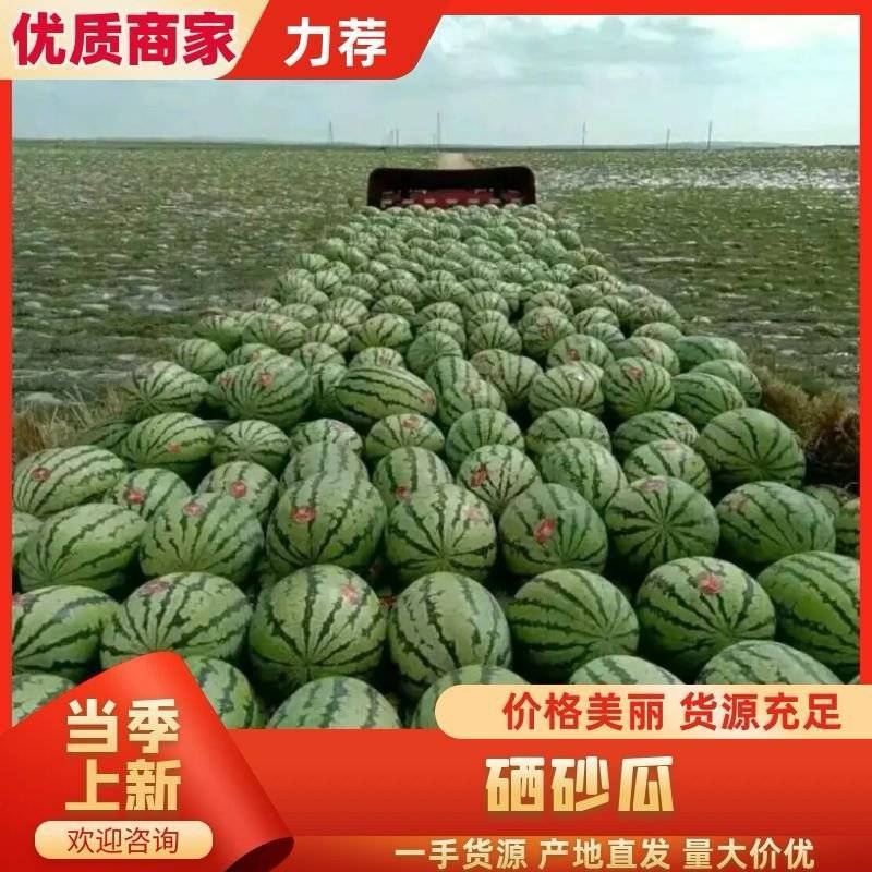 金花西瓜/新疆西瓜/石头瓜/金城五号/大吨位供应