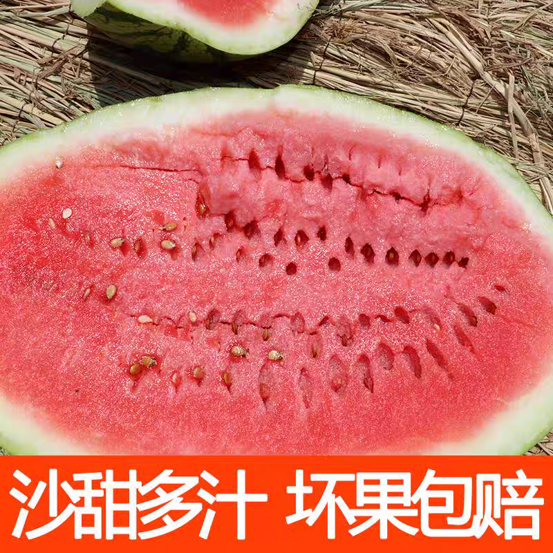 金花西瓜/新疆西瓜/石头瓜/金城五号/大吨位供应