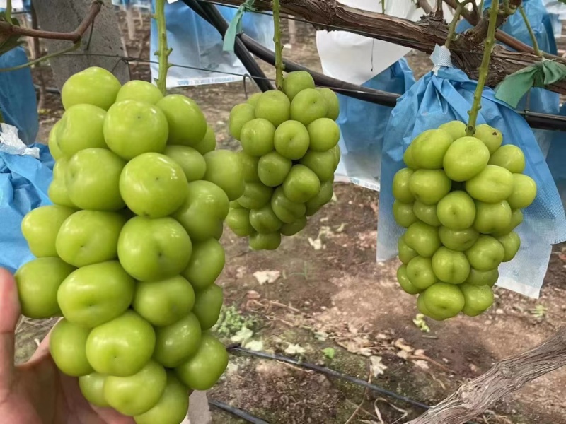 【甄选】精品优质阳光玫瑰全是大果，一手货源，量大直发价优