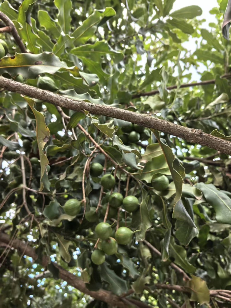 云南夏威夷果全国发货规格全产地直发大量现货供应