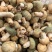 云南野生菌产地直发各个品种都有货欢迎电话咨询洽谈
