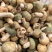 云南野生菌产地直发各个品种都有货欢迎电话咨询洽谈