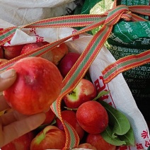 高山脆甜中油桃