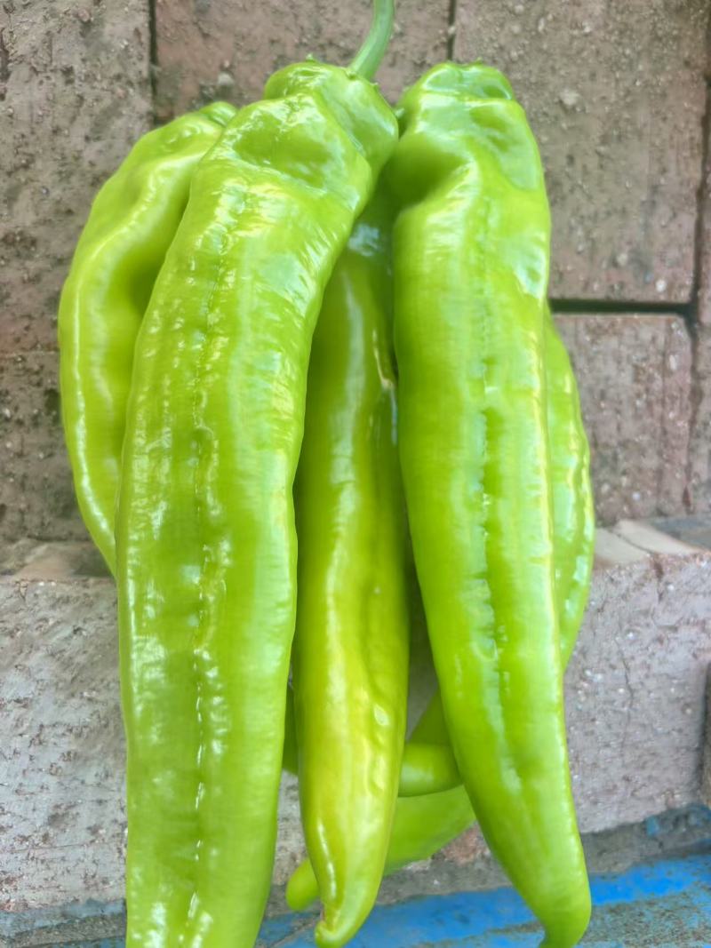 【大棚种植】山西大同精品芜湖椒一手货源产地直发
