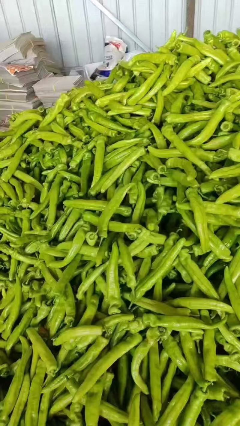 【大棚种植】山西大同精品芜湖椒一手货源产地直发