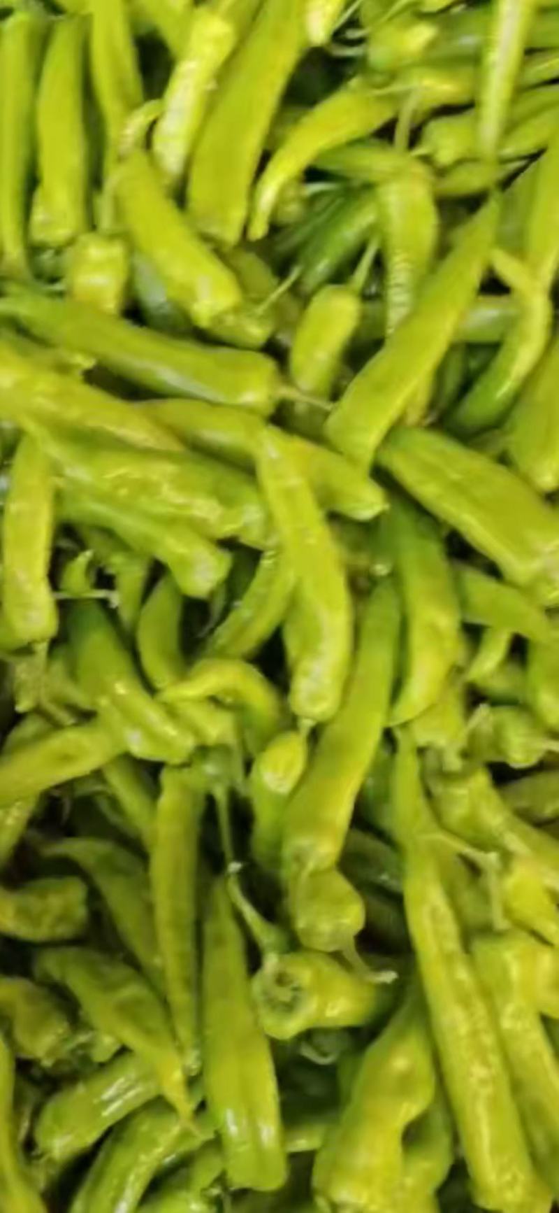 【大棚种植】山西大同精品芜湖椒一手货源产地直发