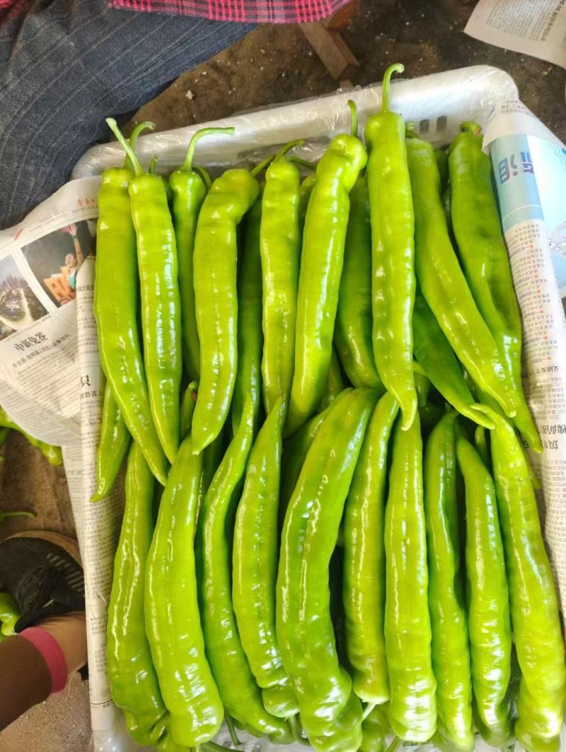 【大棚种植】山西大同精品芜湖椒一手货源产地直发