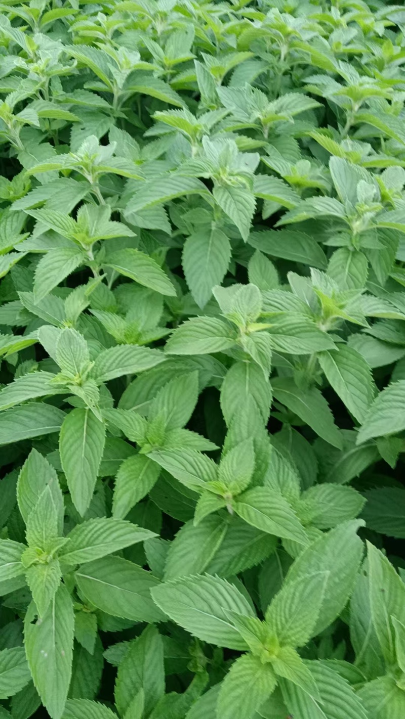 新鲜薄荷头
