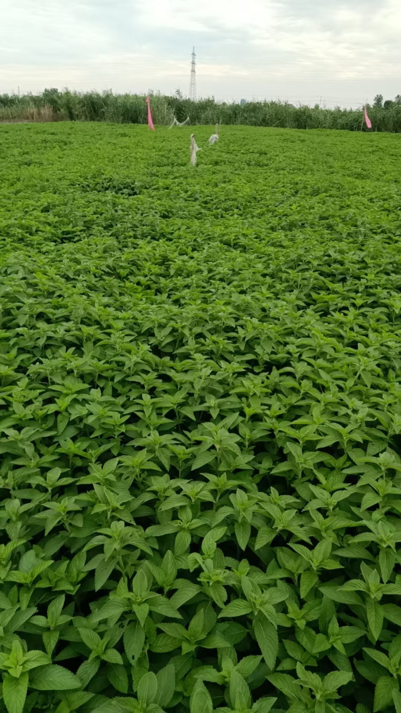 新鲜薄荷头