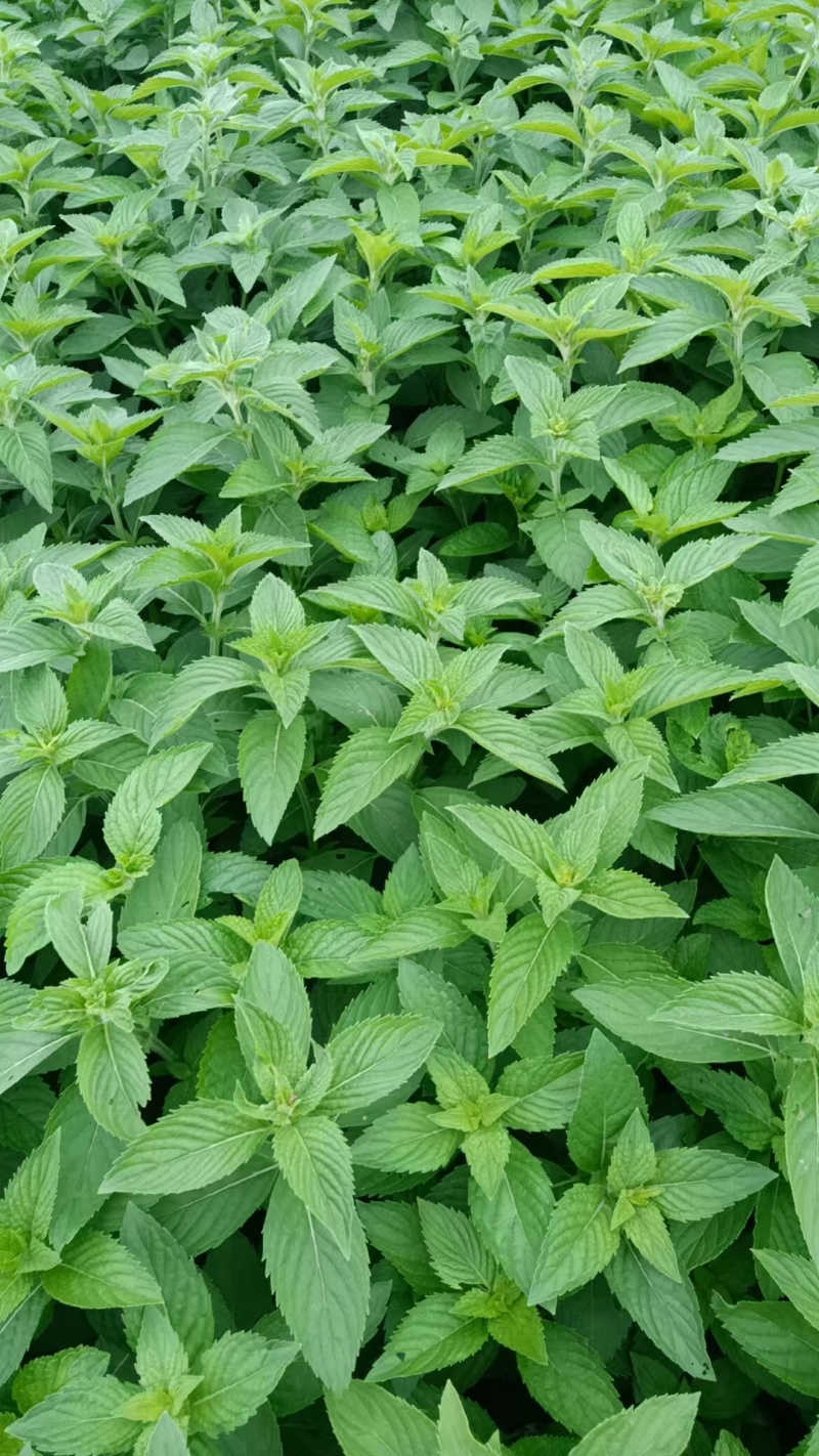 新鲜薄荷头