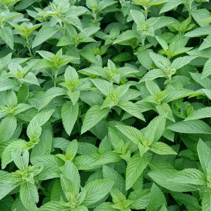 新鲜薄荷头