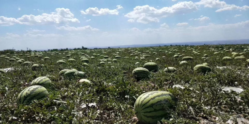 新疆吐鲁番西瓜双红金城5号码，大量发货，欢迎订购