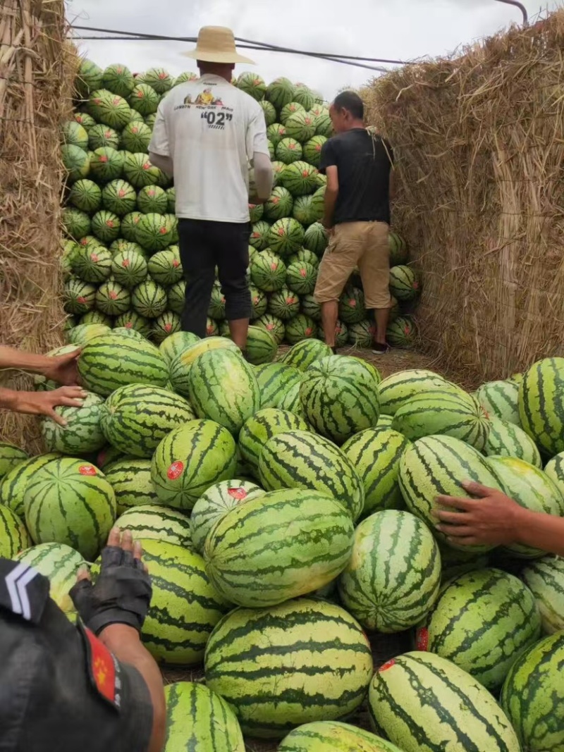 新疆吐鲁番西瓜双红金城5号码，大量发货，欢迎订购