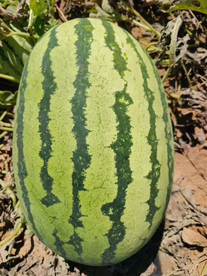新疆精品金城5号，西瓜大量现货，保质保量，欢迎订购