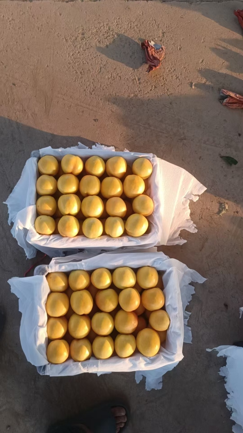 中油六号纸袋黄桃