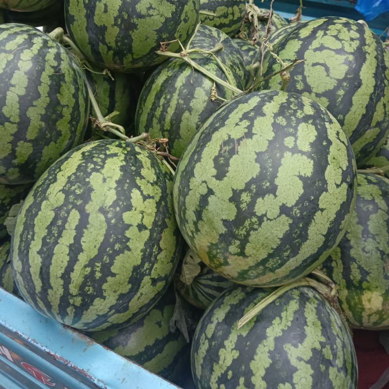 西瓜，有多个品种，大棚跟露天瓜，欢迎有需要的老板与我联系