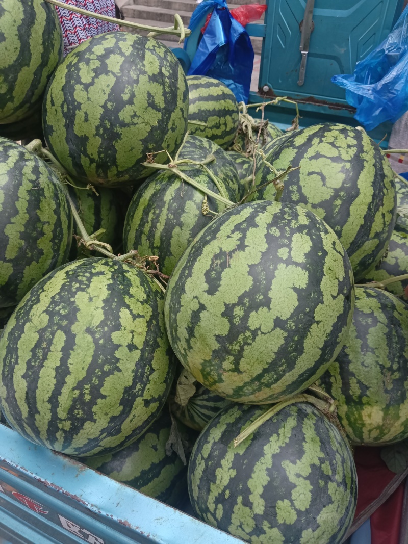 西瓜，有多个品种，大棚跟露天瓜，欢迎有需要的老板与我联系