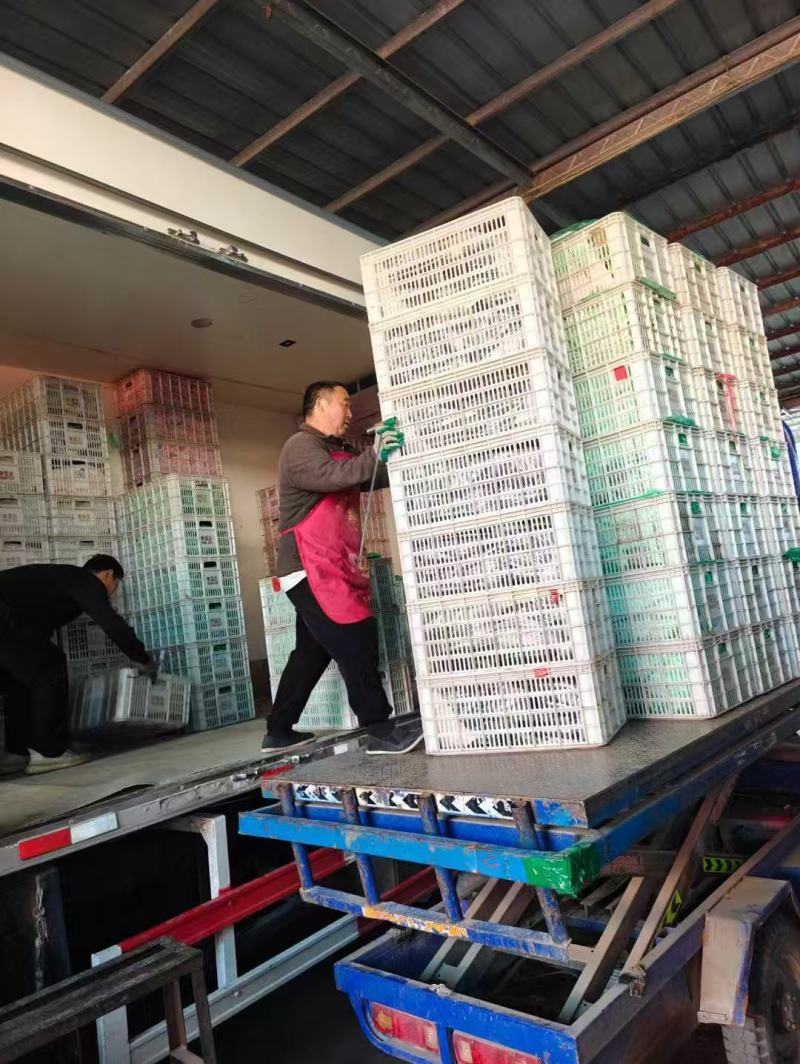 【实力商家】万亩基地大棚种植山西大同精品尖椒