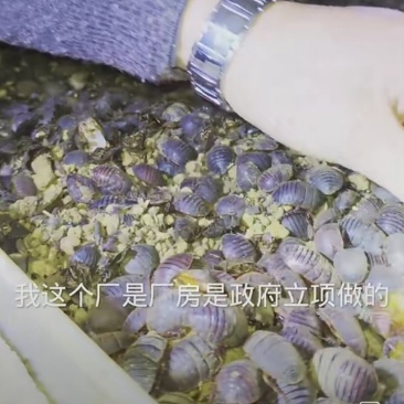 中华土元