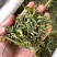 忧遁优盾优遁草黎王草