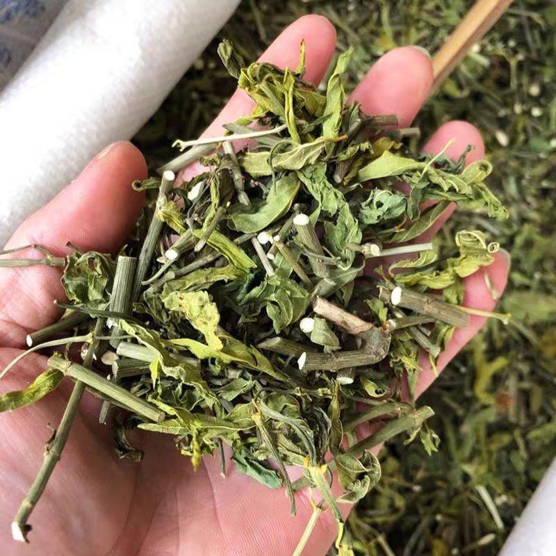 忧遁优盾优遁草黎王草