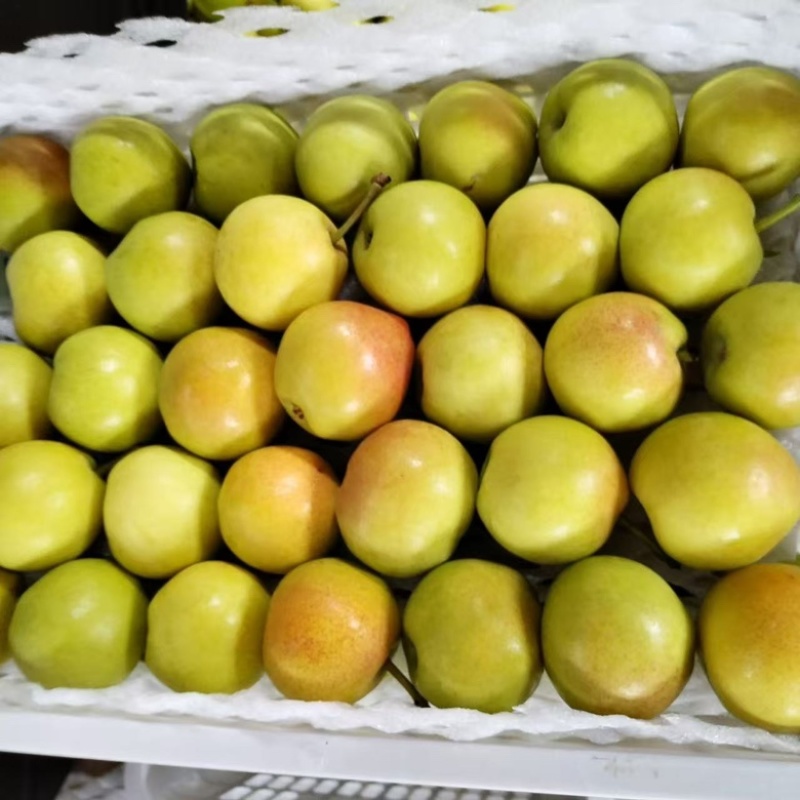 精品四川蜂糖梨大量供应货源充足，量大从优，新鲜采摘
