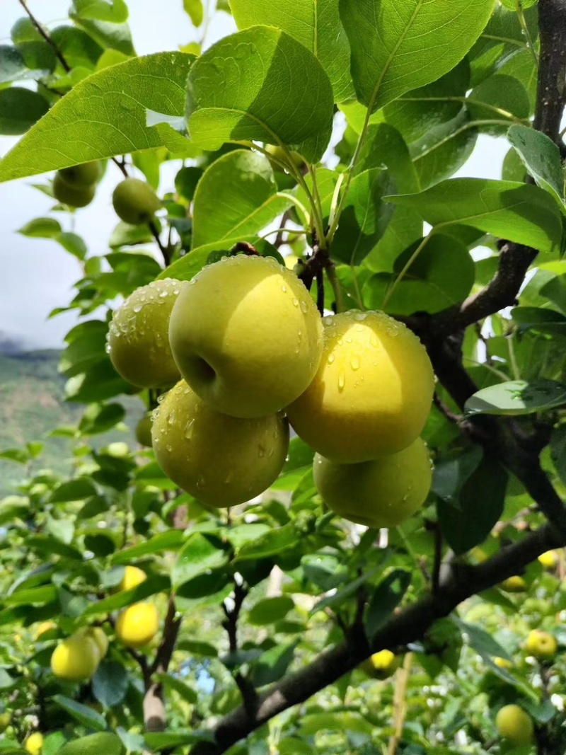 精品四川蜂糖梨大量供应货源充足，量大从优，新鲜采摘