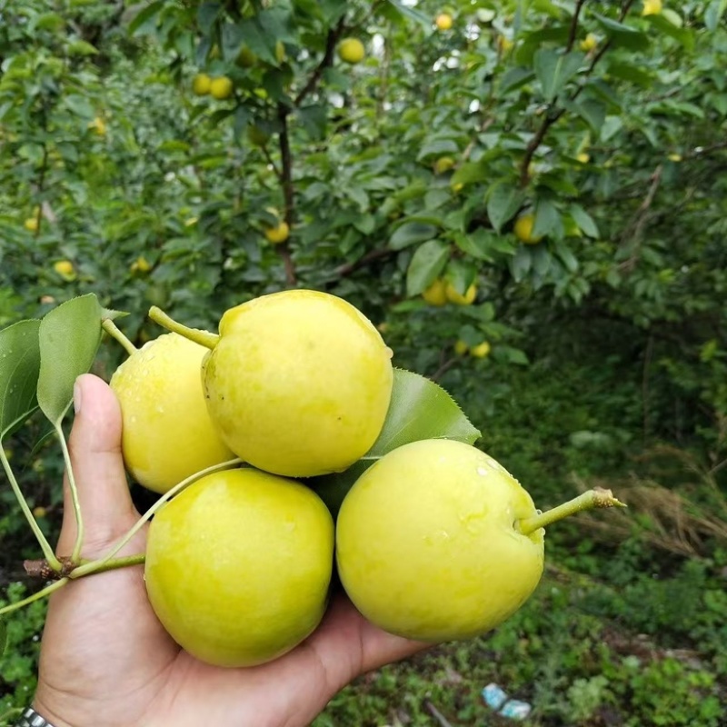 精品四川蜂糖梨大量供应货源充足，量大从优，新鲜采摘