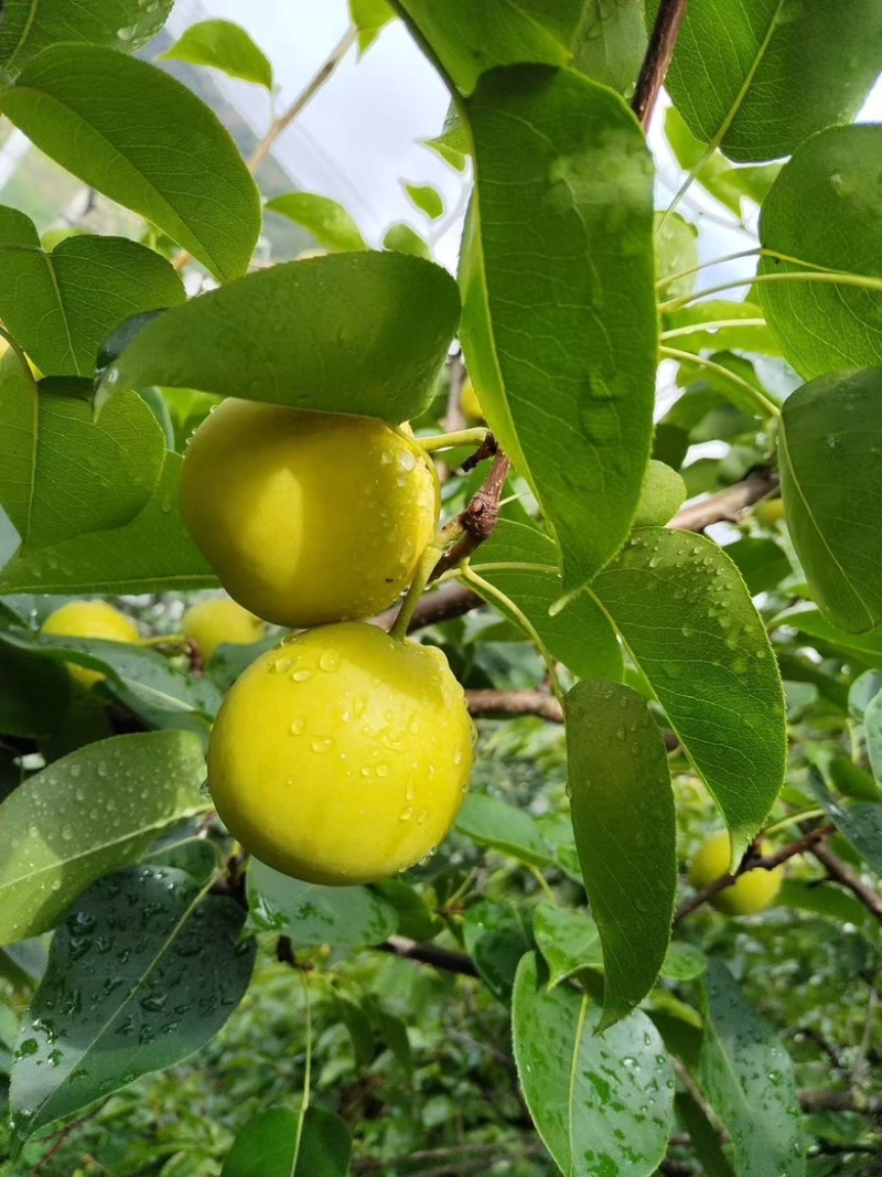 精品四川蜂糖梨大量供应货源充足，量大从优，新鲜采摘