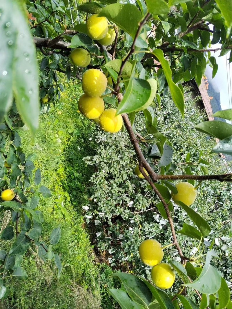 精品四川蜂糖梨大量供应货源充足，量大从优，新鲜采摘