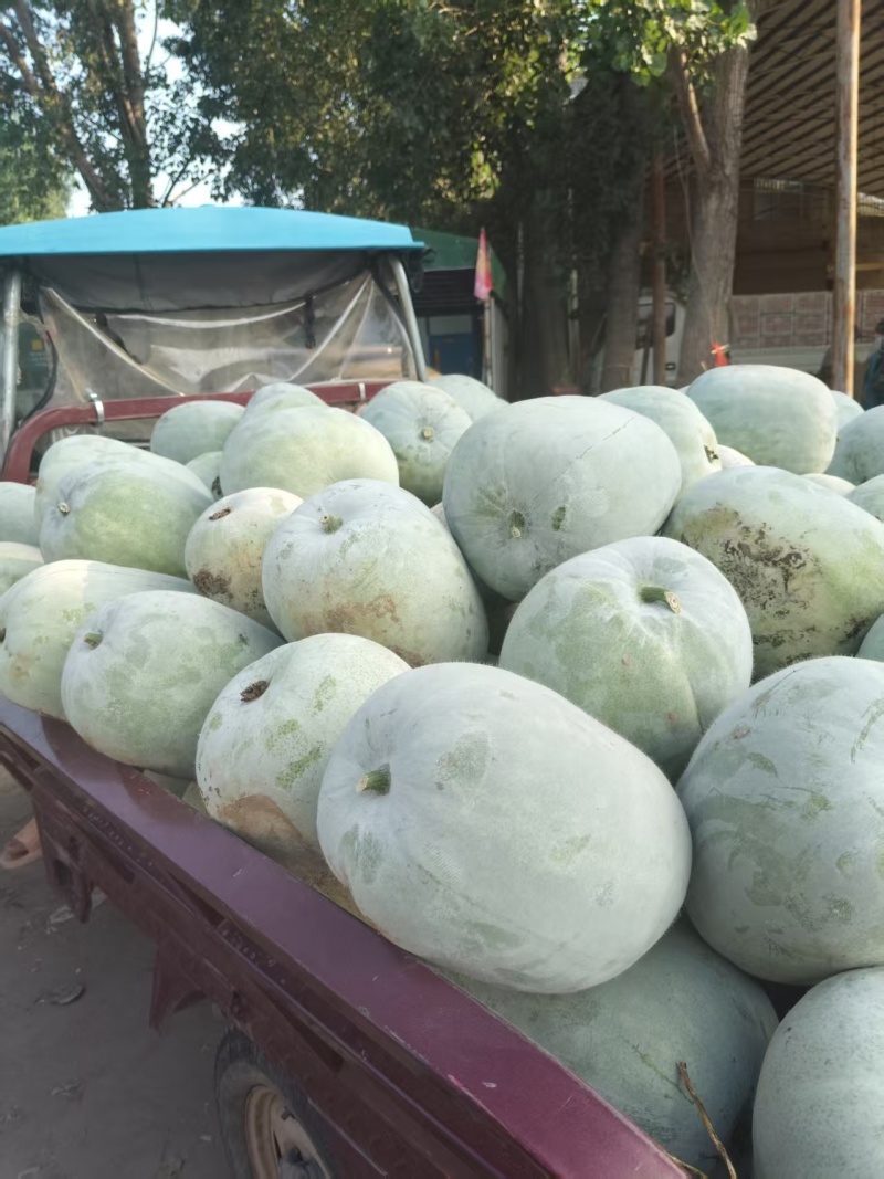 白皮冬瓜大量上市产地货源价格优惠欢迎新老客户前来