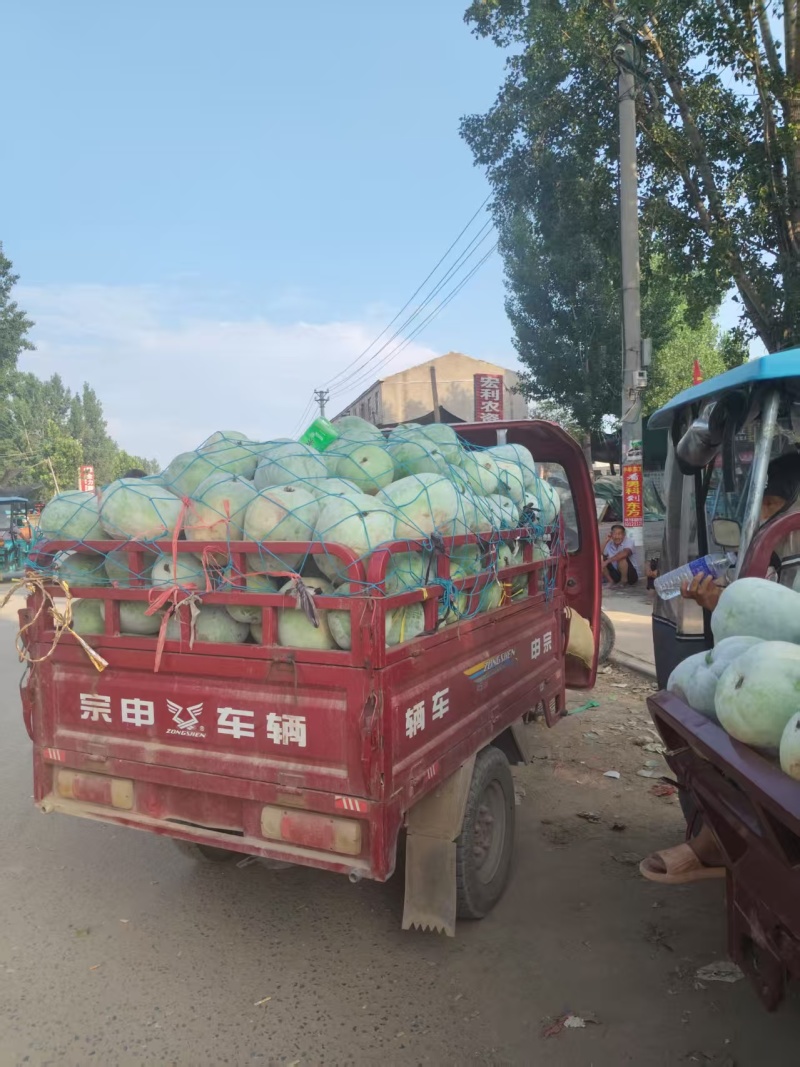 白皮冬瓜大量上市产地货源价格优惠欢迎新老客户前来