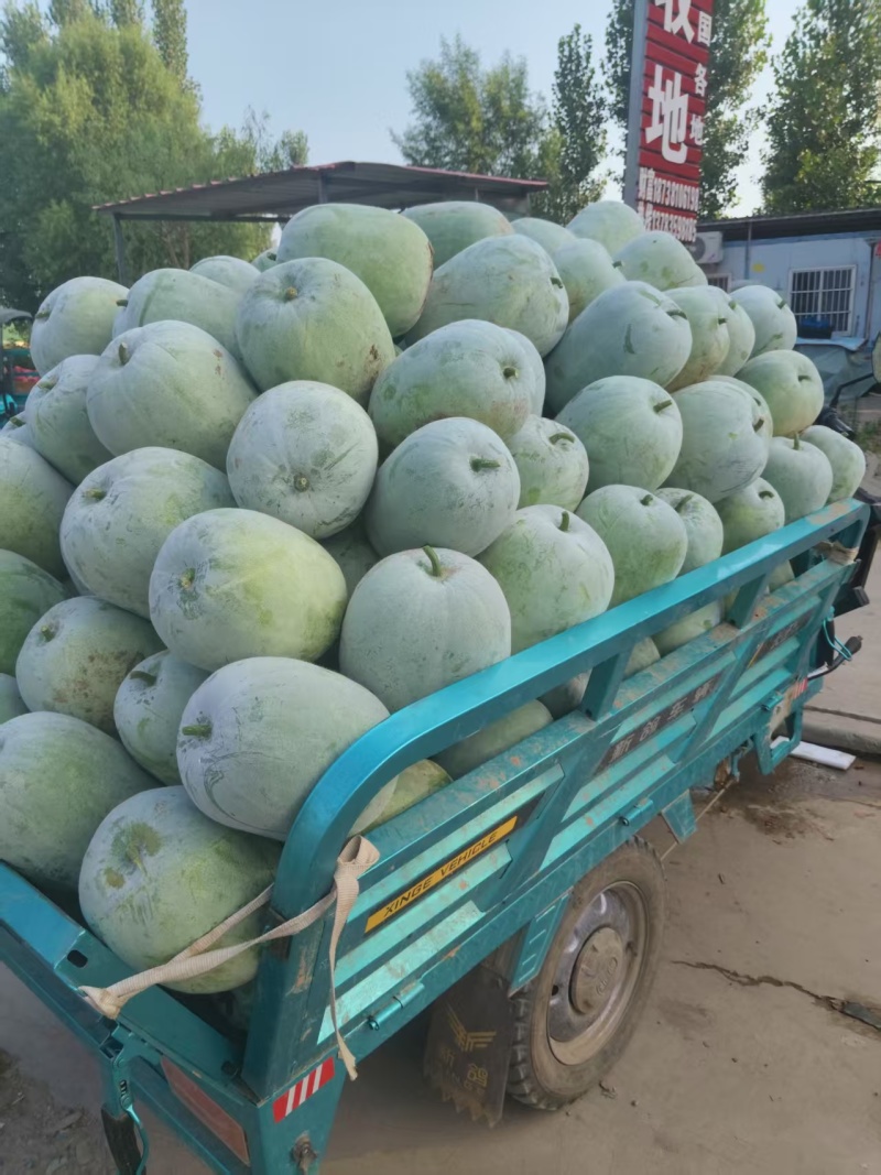 白皮冬瓜大量上市产地货源价格优惠欢迎新老客户前来