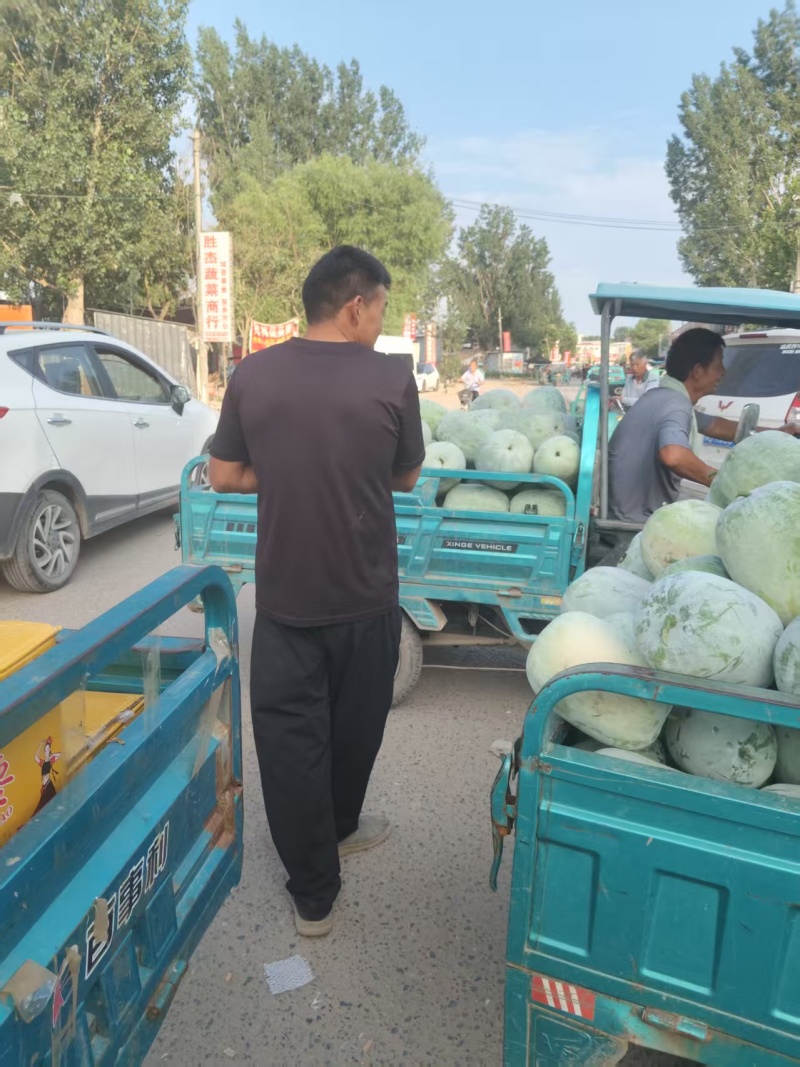白皮冬瓜大量上市产地货源价格优惠欢迎新老客户前来