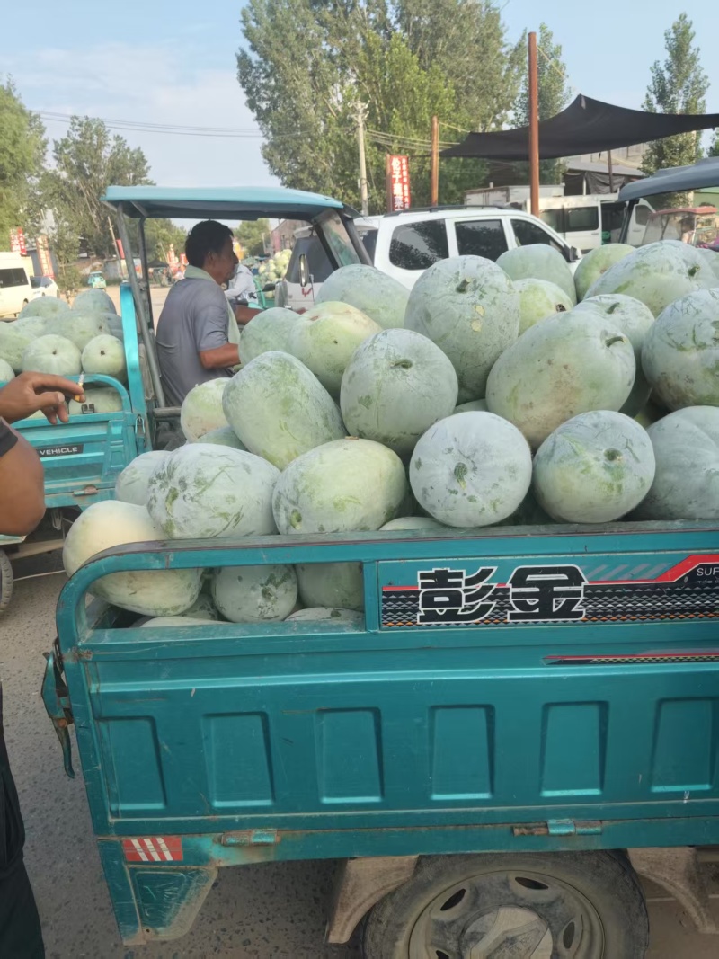 白皮冬瓜大量上市产地货源价格优惠欢迎新老客户前来