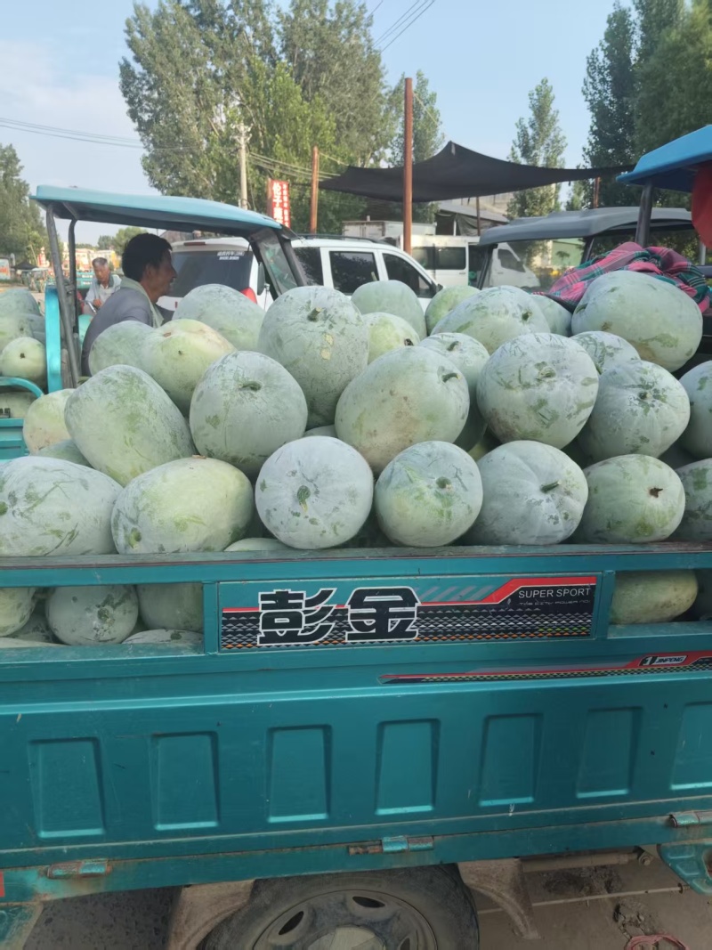 白皮冬瓜大量上市产地货源价格优惠欢迎新老客户前来